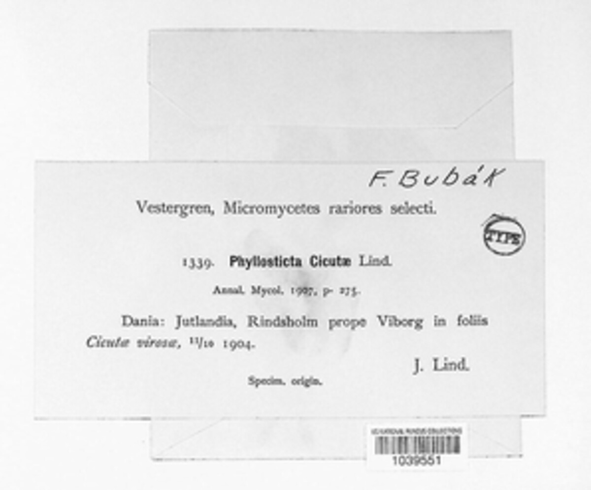 Phyllosticta cicutae image